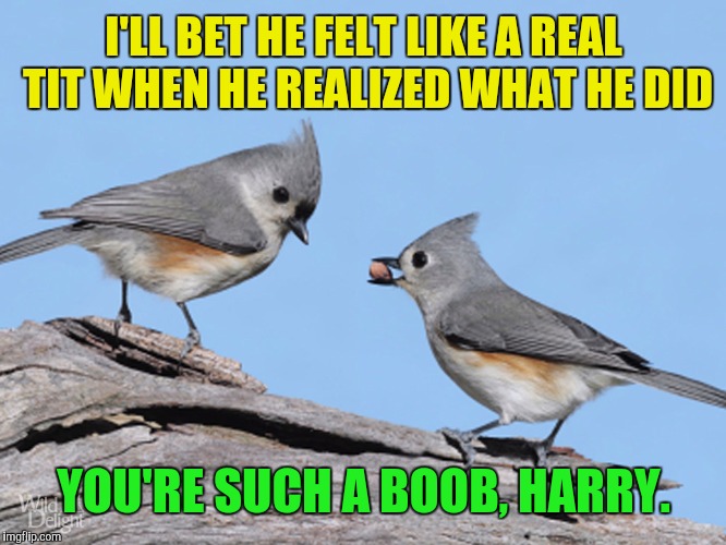 I'LL BET HE FELT LIKE A REAL TIT WHEN HE REALIZED WHAT HE DID YOU'RE SUCH A BOOB, HARRY. | made w/ Imgflip meme maker