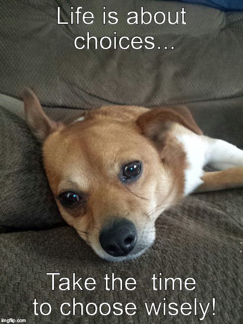 Choices  | Life is about choices... Take the  time to choose wisely! | image tagged in dogs,inspirational quote,quotes,pomeranian,chihuahua | made w/ Imgflip meme maker