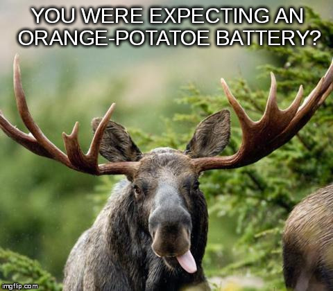 mainiac moose | YOU WERE EXPECTING AN ORANGE-POTATOE BATTERY? | image tagged in mainiac moose | made w/ Imgflip meme maker