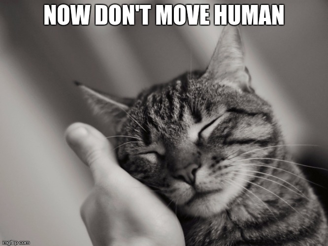 NOW DON'T MOVE HUMAN | made w/ Imgflip meme maker