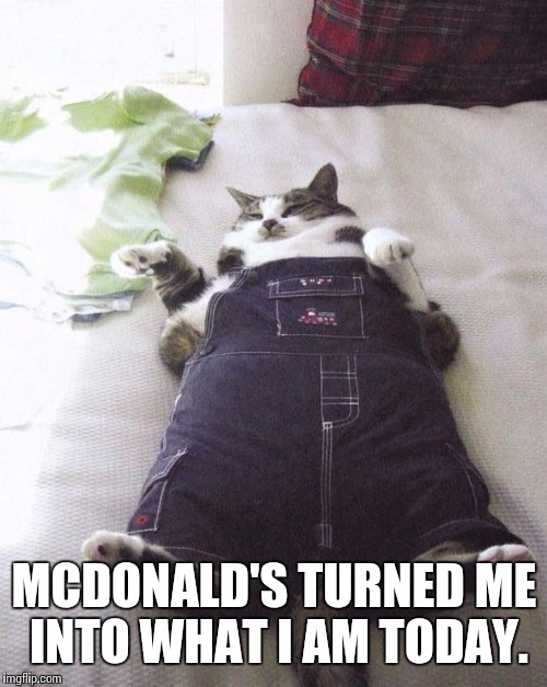 MCDONALD'S TURNED ME INTO WHAT I AM TODAY. | image tagged in memes,fat cat | made w/ Imgflip meme maker