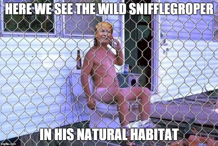 Wild Snifflegroper | HERE WE SEE THE WILD SNIFFLEGROPER; IN HIS NATURAL HABITAT | image tagged in donald trump,trump grabs that pussy,snifflegroper | made w/ Imgflip meme maker