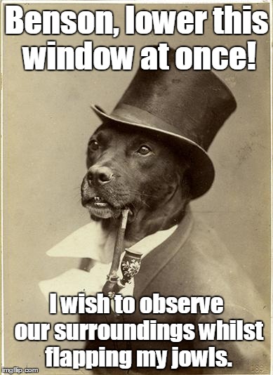 Old Money Dog | Benson, lower this window at once! I wish to observe our surroundings whilst flapping my jowls. | image tagged in old money dog | made w/ Imgflip meme maker