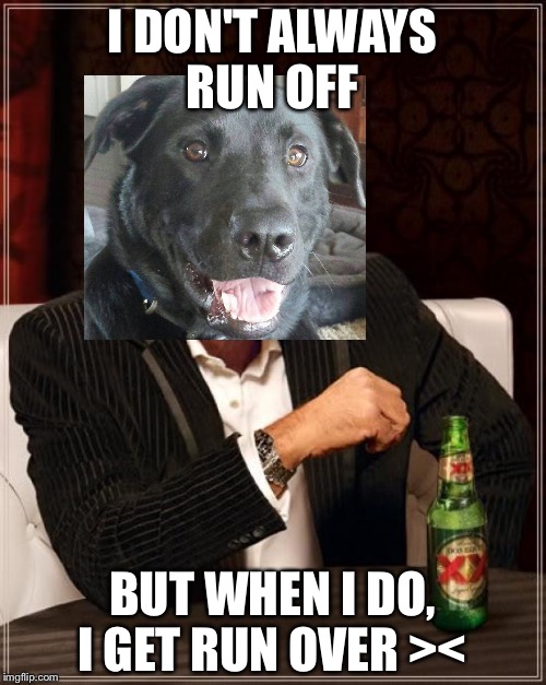 The Most Interesting Man In The World | I DON'T ALWAYS RUN OFF; BUT WHEN I DO, I GET RUN OVER >< | image tagged in memes,the most interesting man in the world | made w/ Imgflip meme maker