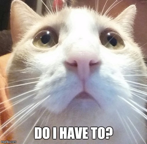 cats | DO I HAVE TO? | image tagged in cats | made w/ Imgflip meme maker