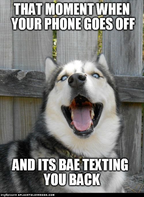 THAT MOMENT WHEN YOUR PHONE GOES OFF; AND ITS BAE TEXTING YOU BACK | image tagged in husky,dog,bae,texting,phone,that moment when | made w/ Imgflip meme maker