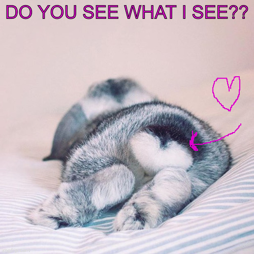 Tail | DO YOU SEE WHAT I SEE?? | image tagged in memes | made w/ Imgflip meme maker