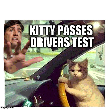 Kitty passes drivers test | KITTY PASSES       DRIVERS TEST | image tagged in justin trudeau,funny,memes | made w/ Imgflip meme maker