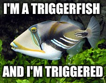 Triggered triggerfish  | I'M A TRIGGERFISH; AND I'M TRIGGERED | image tagged in triggered | made w/ Imgflip meme maker