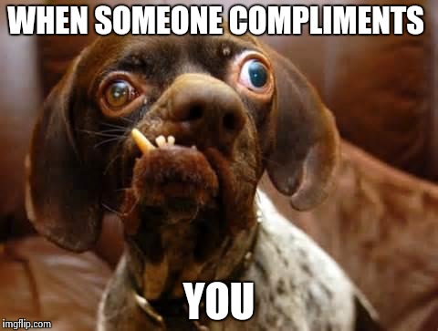 UGLY DOG | WHEN SOMEONE COMPLIMENTS; YOU | image tagged in ugly dog | made w/ Imgflip meme maker