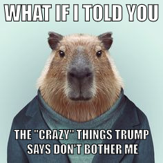 What If I Told You Capybara | WHAT IF I TOLD YOU; THE "CRAZY" THINGS TRUMP SAYS DON'T BOTHER ME | image tagged in what if i told you capybara | made w/ Imgflip meme maker