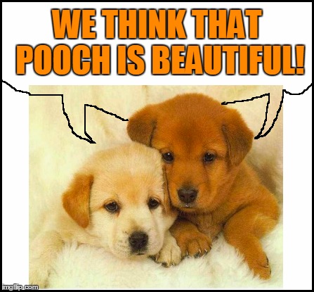 WE THINK THAT POOCH IS BEAUTIFUL! | made w/ Imgflip meme maker