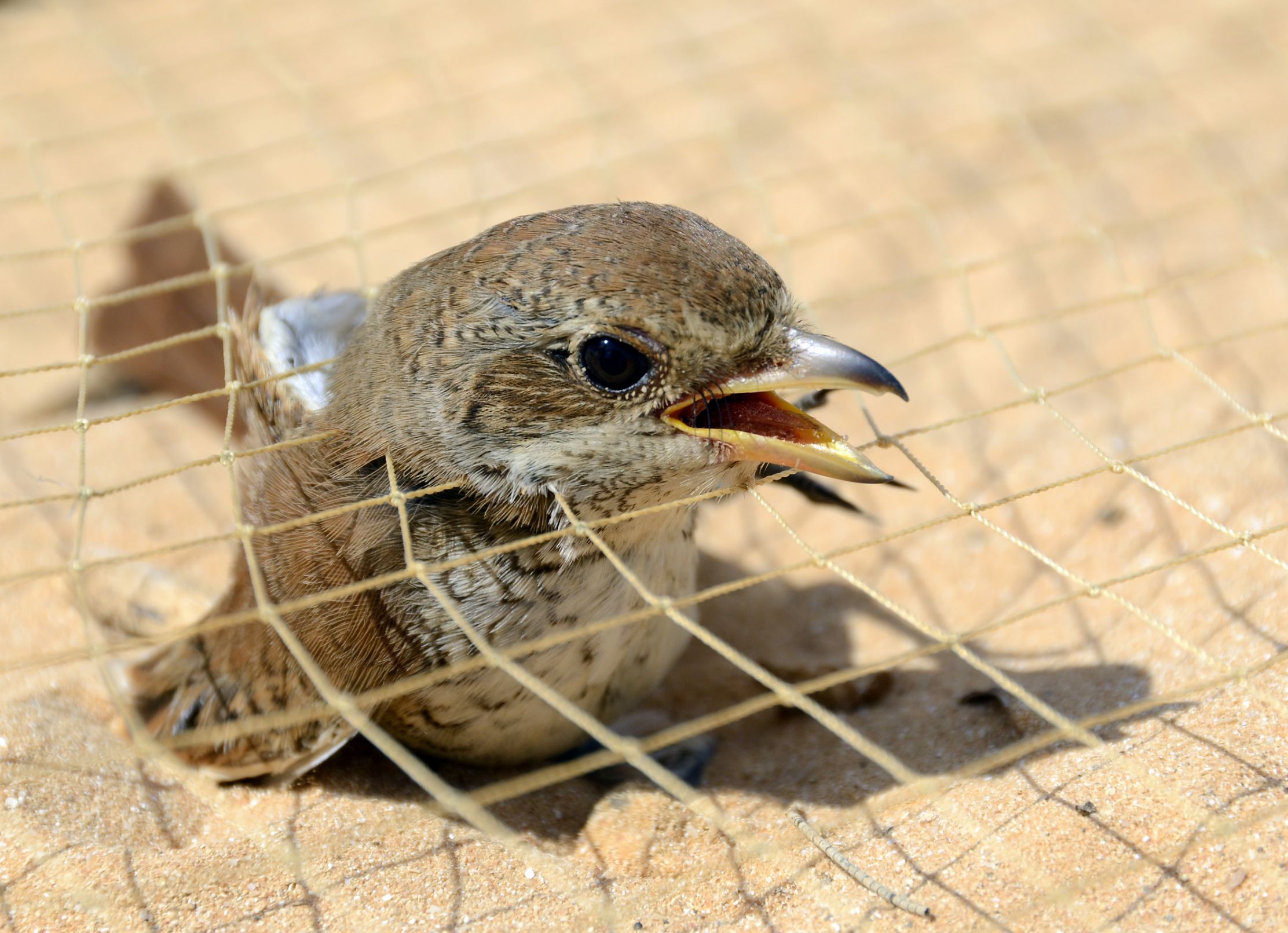 High Quality trapped bird Blank Meme Template