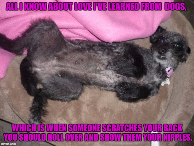 dog love | ALL I KNOW ABOUT LOVE I'VE LEARNED FROM  DOGS, WHICH IS WHEN SOMEONE SCRATCHES YOUR BACK YOU SHOULD ROLL OVER AND SHOW THEM YOUR NIPPLES. | image tagged in dogs,love,nipples,funny memes,learning | made w/ Imgflip meme maker