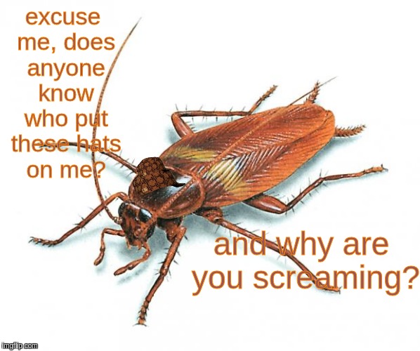 Cockroach | excuse me, does anyone know who put these hats on me? and why are you screaming? | image tagged in cockroach,scumbag | made w/ Imgflip meme maker