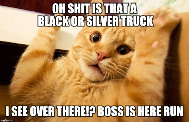 scared cat | OH SHIT IS THAT A BLACK OR SILVER TRUCK; I SEE OVER THERE!? BOSS IS HERE RUN | image tagged in scared cat | made w/ Imgflip meme maker