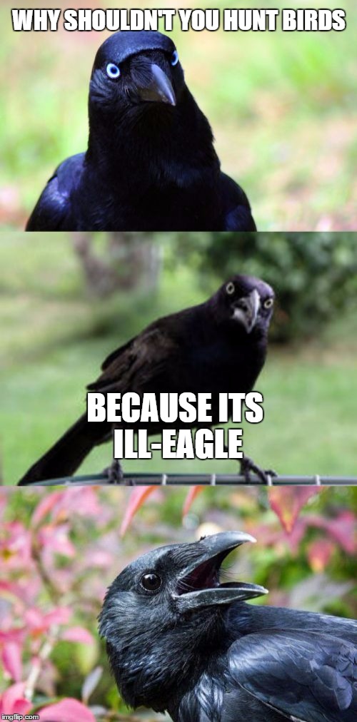 Bad Pun Bird | WHY SHOULDN'T YOU HUNT BIRDS; BECAUSE ITS ILL-EAGLE | image tagged in bad pun crow,memes | made w/ Imgflip meme maker
