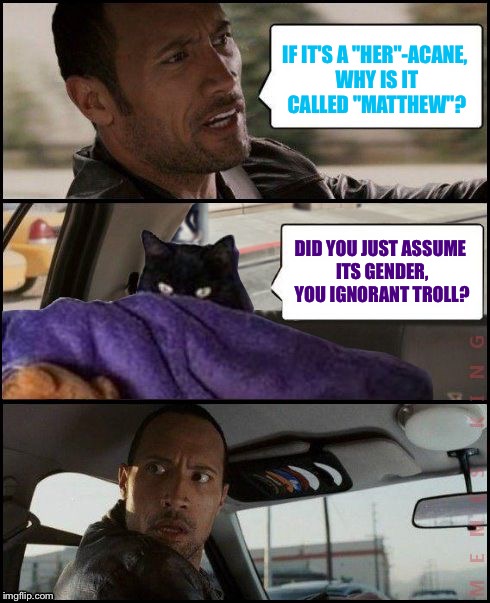 The Rock Driving Evil Cat | IF IT'S A "HER"-ACANE, WHY IS IT CALLED "MATTHEW"? DID YOU JUST ASSUME ITS GENDER, YOU IGNORANT TROLL? | image tagged in the rock driving evil cat,memes | made w/ Imgflip meme maker