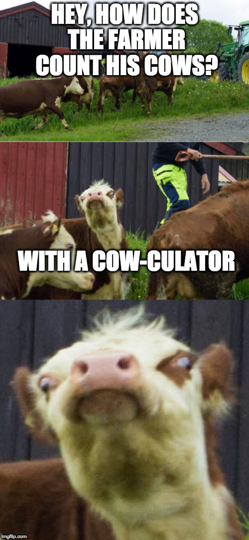 Bad pun cow  | HEY, HOW DOES THE FARMER COUNT HIS COWS? WITH A COW-CULATOR | image tagged in bad pun cow | made w/ Imgflip meme maker