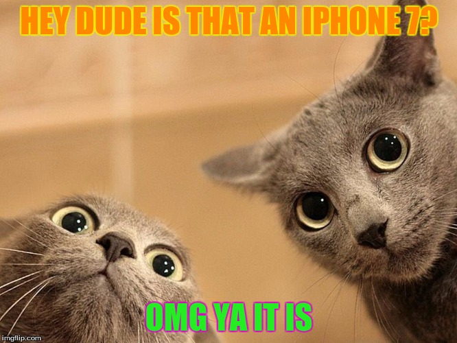 Omg... | HEY DUDE IS THAT AN IPHONE 7? OMG YA IT IS | image tagged in cats,original meme | made w/ Imgflip meme maker