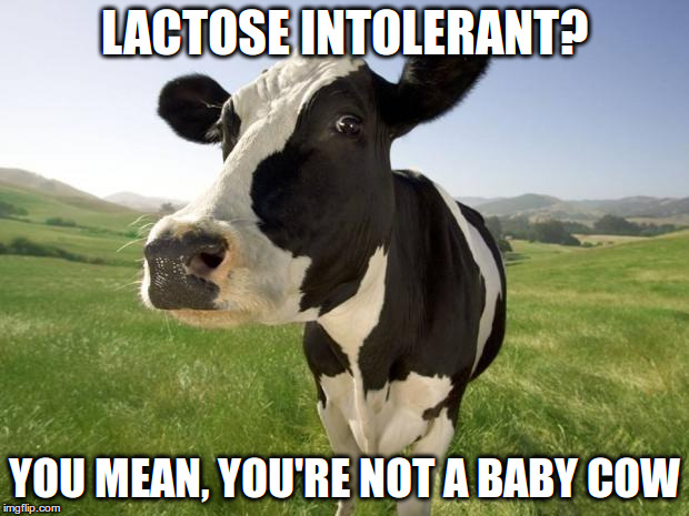 Lactose intolerant? You mean, you're not a baby cow | LACTOSE INTOLERANT? YOU MEAN, YOU'RE NOT A BABY COW | image tagged in cow,vegan,lactose intolerant | made w/ Imgflip meme maker