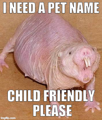 Mirror |  I NEED A PET NAME; CHILD FRIENDLY PLEASE | image tagged in mirror | made w/ Imgflip meme maker