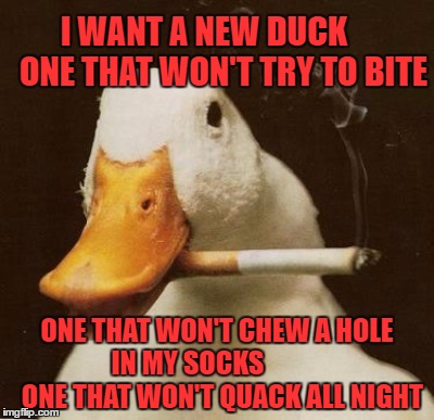 I WANT A NEW DUCK     
ONE THAT WON'T TRY TO BITE ONE THAT WON'T CHEW A HOLE IN MY SOCKS             
ONE THAT WON'T QUACK ALL NIGHT | made w/ Imgflip meme maker