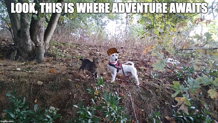 LOOK, THIS IS WHERE ADVENTURE AWAITS | image tagged in scumbag | made w/ Imgflip meme maker