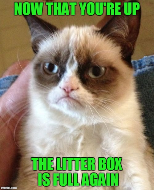 Grumpy Cat Meme | NOW THAT YOU'RE UP THE LITTER BOX IS FULL AGAIN | image tagged in memes,grumpy cat | made w/ Imgflip meme maker