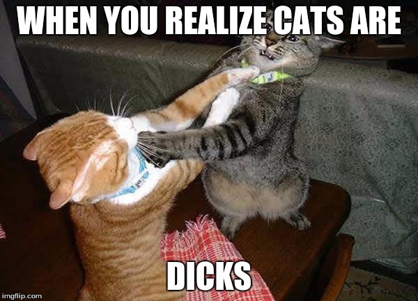 Two cats fighting for real | WHEN YOU REALIZE CATS ARE; DICKS | image tagged in two cats fighting for real | made w/ Imgflip meme maker