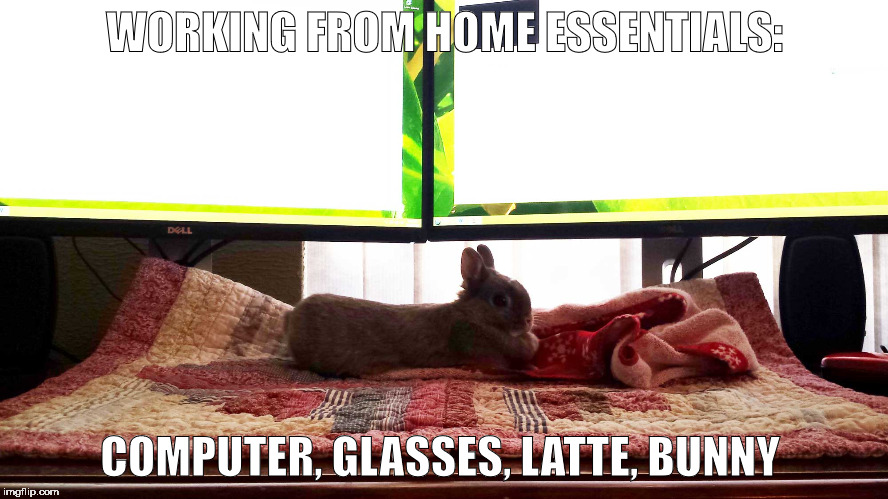 WORKING FROM HOME ESSENTIALS:; COMPUTER, GLASSES, LATTE, BUNNY | image tagged in working from home essentials | made w/ Imgflip meme maker