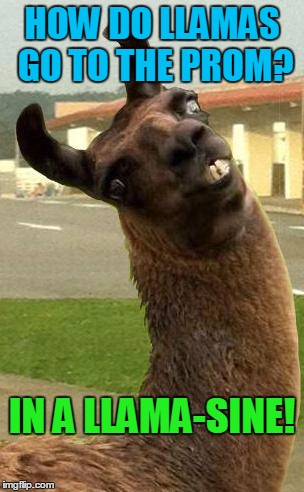 llama | HOW DO LLAMAS GO TO THE PROM? IN A LLAMA-SINE! | image tagged in llama | made w/ Imgflip meme maker