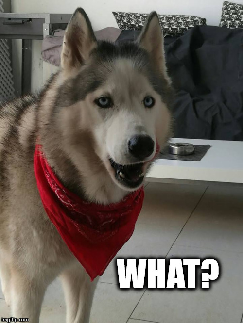 WHAT? | image tagged in wat,dog | made w/ Imgflip meme maker