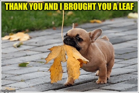 THANK YOU AND I BROUGHT YOU A LEAF | made w/ Imgflip meme maker