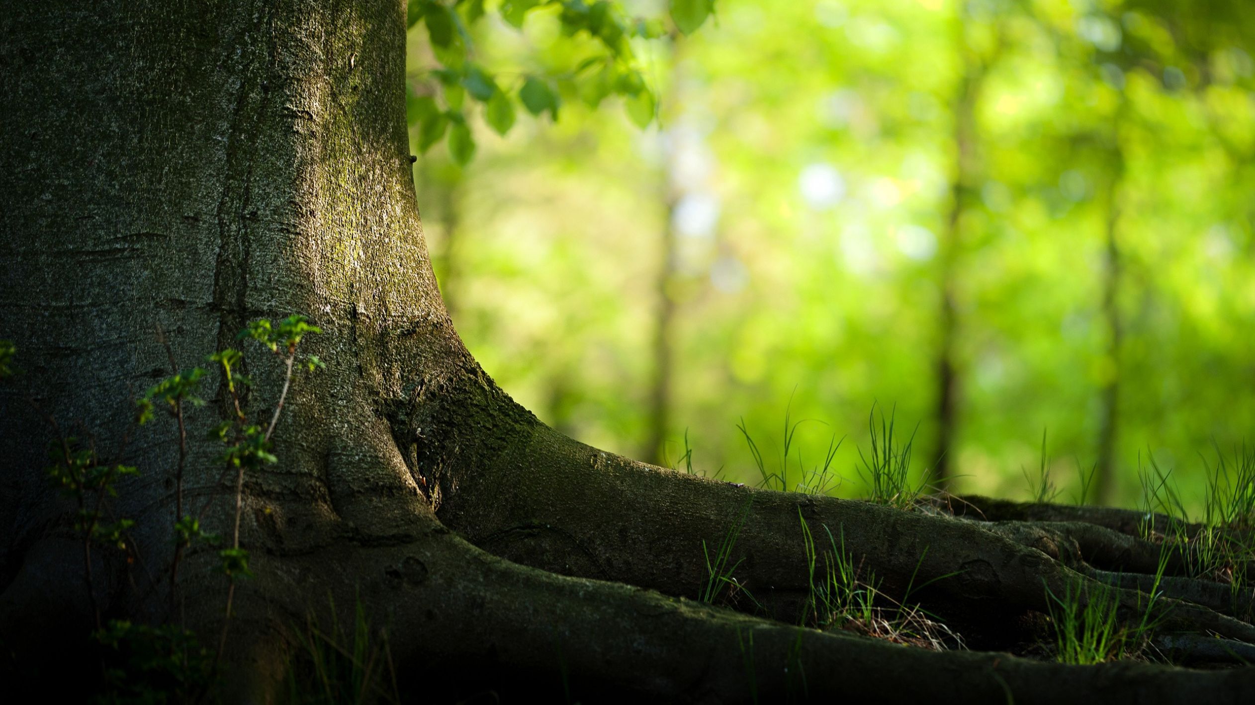 nature Blank Meme Template