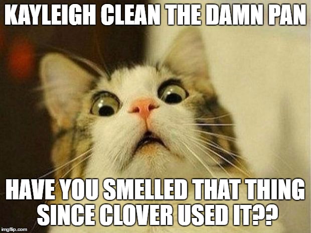 Scared Cat | KAYLEIGH CLEAN THE DAMN PAN; HAVE YOU SMELLED THAT THING SINCE CLOVER USED IT?? | image tagged in memes,scared cat | made w/ Imgflip meme maker
