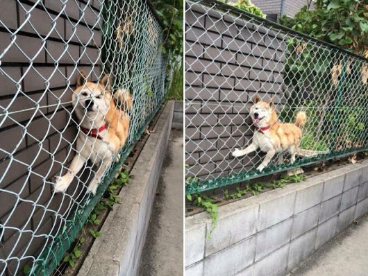 High Quality Doge Stuck On Fence Blank Meme Template