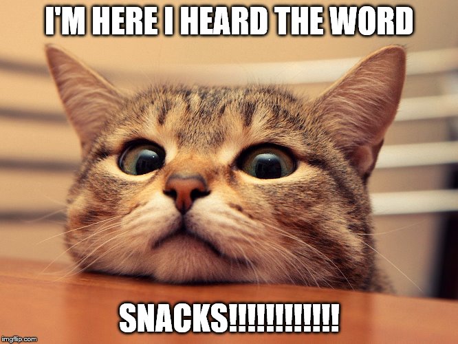 Snack kitty | I'M HERE I HEARD THE WORD; SNACKS!!!!!!!!!!!! | image tagged in cats,cute cat,funny meme | made w/ Imgflip meme maker