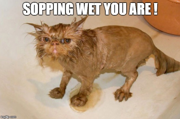 SOPPING WET YOU ARE ! | made w/ Imgflip meme maker