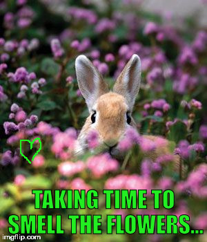 Flowers | TAKING TIME TO SMELL THE FLOWERS... | image tagged in memes | made w/ Imgflip meme maker