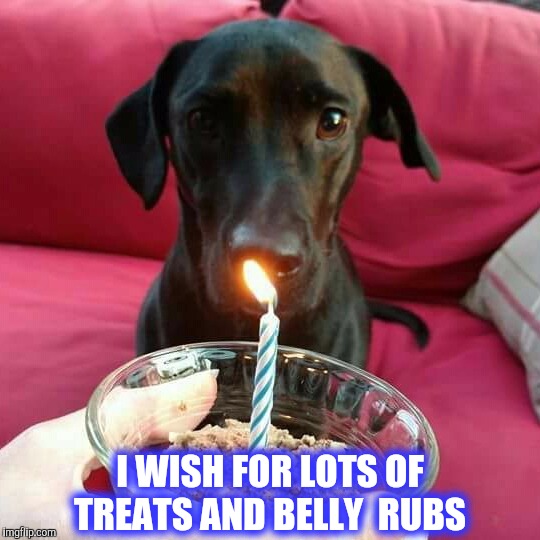 Happy Birthday Dog!  |  I WISH FOR LOTS OF TREATS AND BELLY  RUBS | image tagged in murphy the dog,birthday wish,birthday,birthday dog,cute dog | made w/ Imgflip meme maker