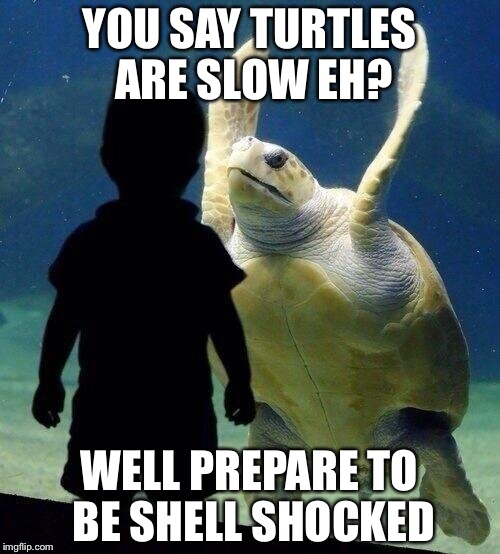 Turtle Slap | YOU SAY TURTLES ARE SLOW EH? WELL PREPARE TO BE SHELL SHOCKED | image tagged in turtle slap | made w/ Imgflip meme maker
