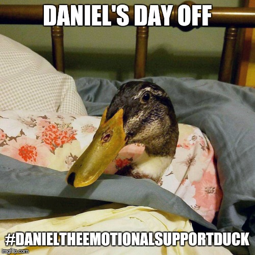 Daniel's Day Off | DANIEL'S DAY OFF; #DANIELTHEEMOTIONALSUPPORTDUCK | image tagged in daniel the duck,damn daniel,day off,emotional support duck,funny,duck face | made w/ Imgflip meme maker