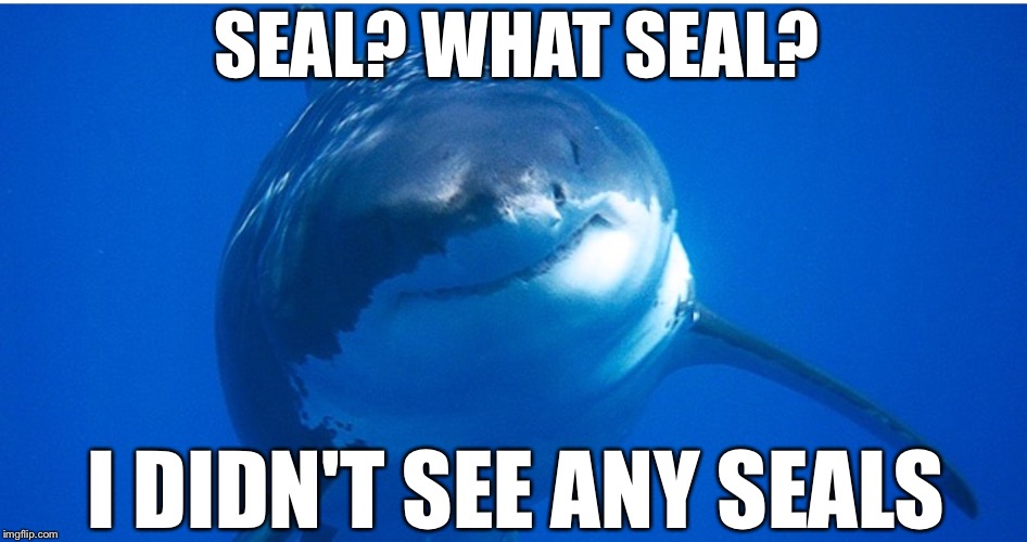 SEAL? WHAT SEAL? I DIDN'T SEE ANY SEALS | image tagged in fat shark,memes,funny,sharks | made w/ Imgflip meme maker