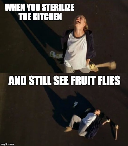 WHEN YOU STERILIZE THE KITCHEN; AND STILL SEE FRUIT FLIES | image tagged in what's it take | made w/ Imgflip meme maker