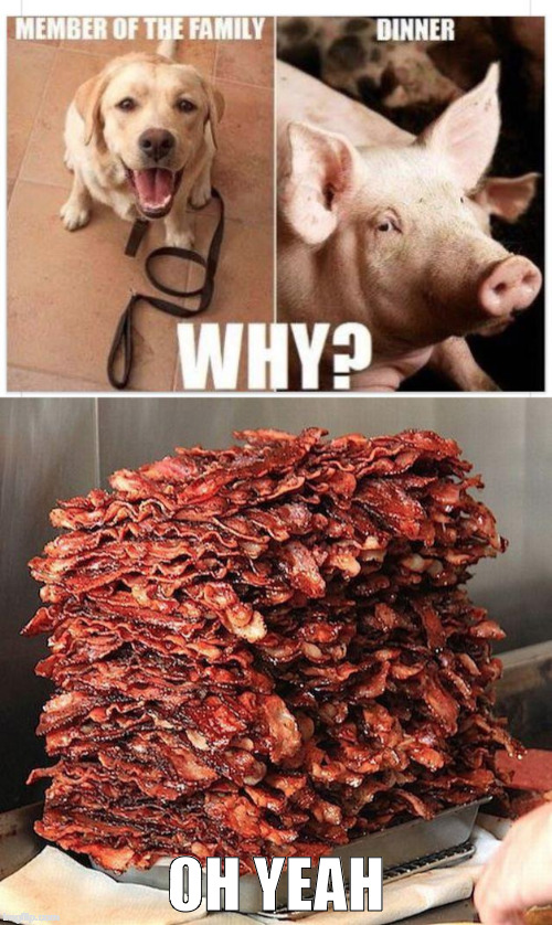 Makes sense to me! | OH YEAH | image tagged in bacon,peta,pig,dog,vegan,iwanttobebacon | made w/ Imgflip meme maker