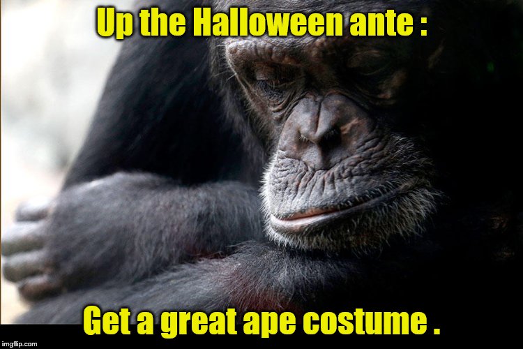Koko | Up the Halloween ante : Get a great ape costume . | image tagged in koko | made w/ Imgflip meme maker