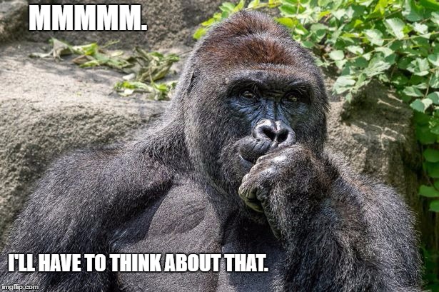 Harambe. | MMMMM. I'LL HAVE TO THINK ABOUT THAT. | image tagged in haram,harambe | made w/ Imgflip meme maker