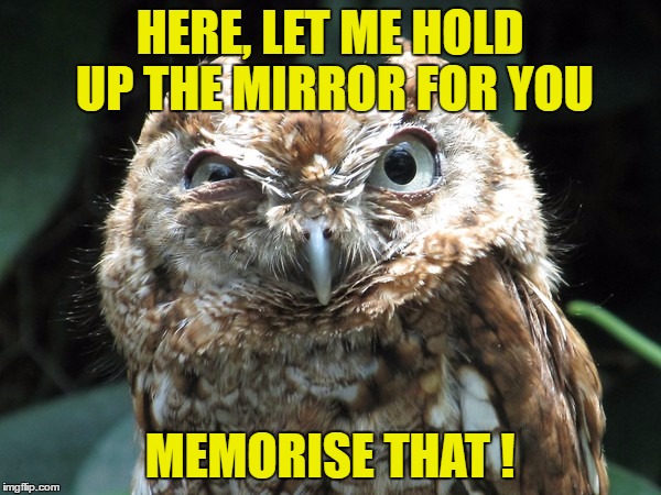 HERE, LET ME HOLD UP THE MIRROR FOR YOU MEMORISE THAT ! | image tagged in ornery owl | made w/ Imgflip meme maker
