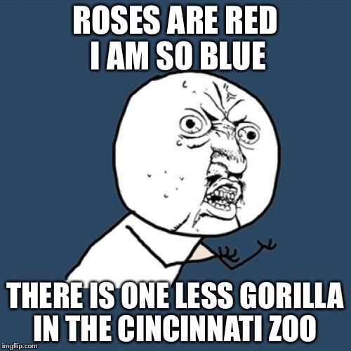 Y U No Meme | ROSES ARE RED I AM SO BLUE; THERE IS ONE LESS GORILLA IN THE CINCINNATI ZOO | image tagged in memes,y u no | made w/ Imgflip meme maker